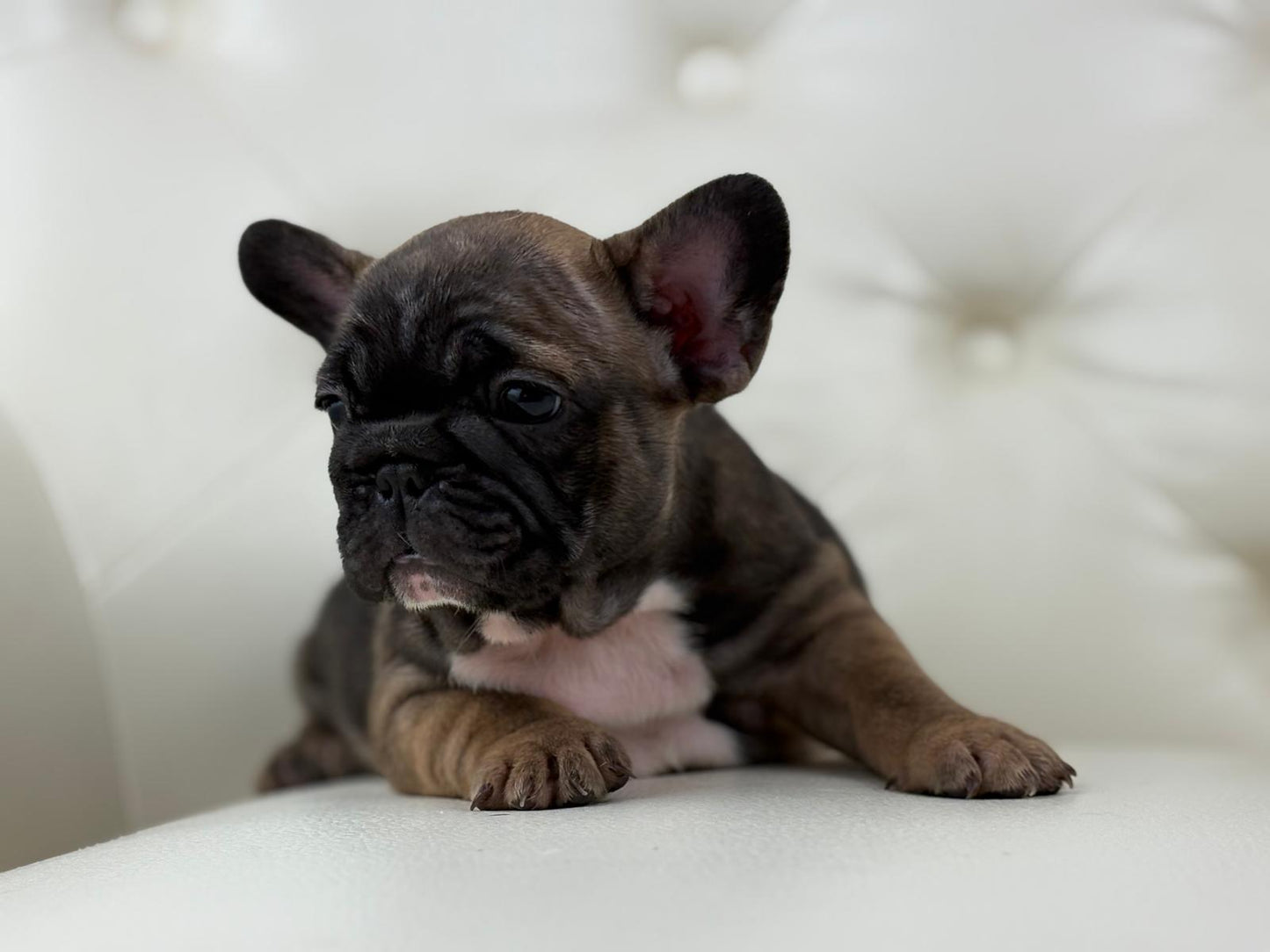 TeddyBear - AVAILABLE