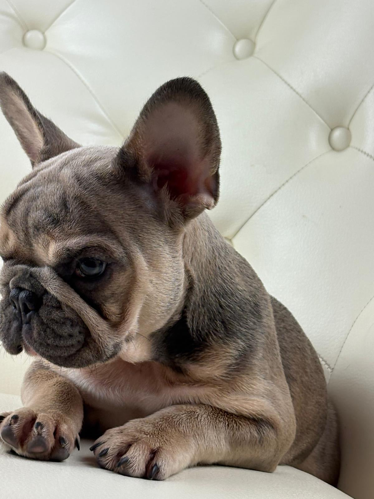 Lila-cutie - AVAILABLE