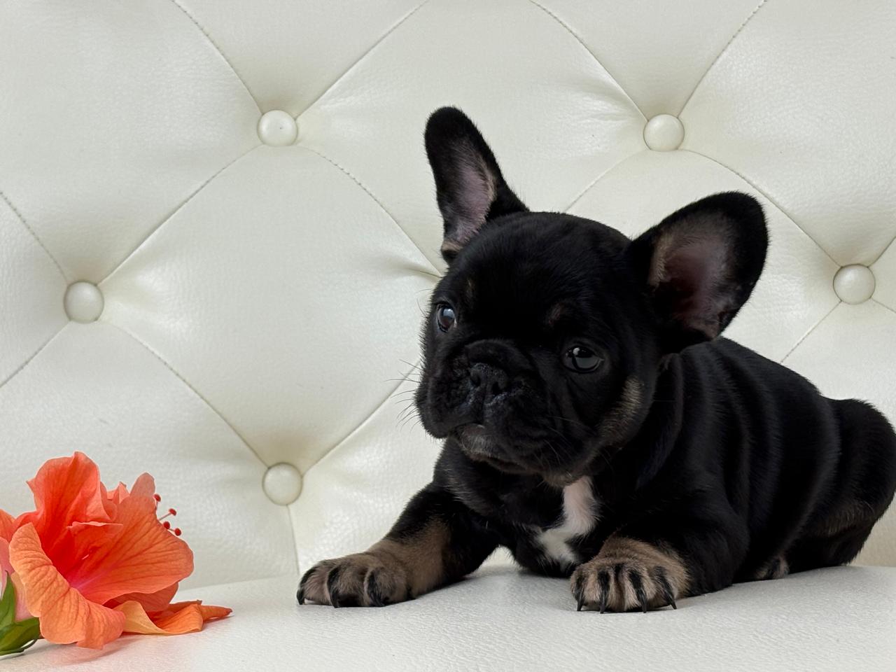 Molly - AVAILABLE