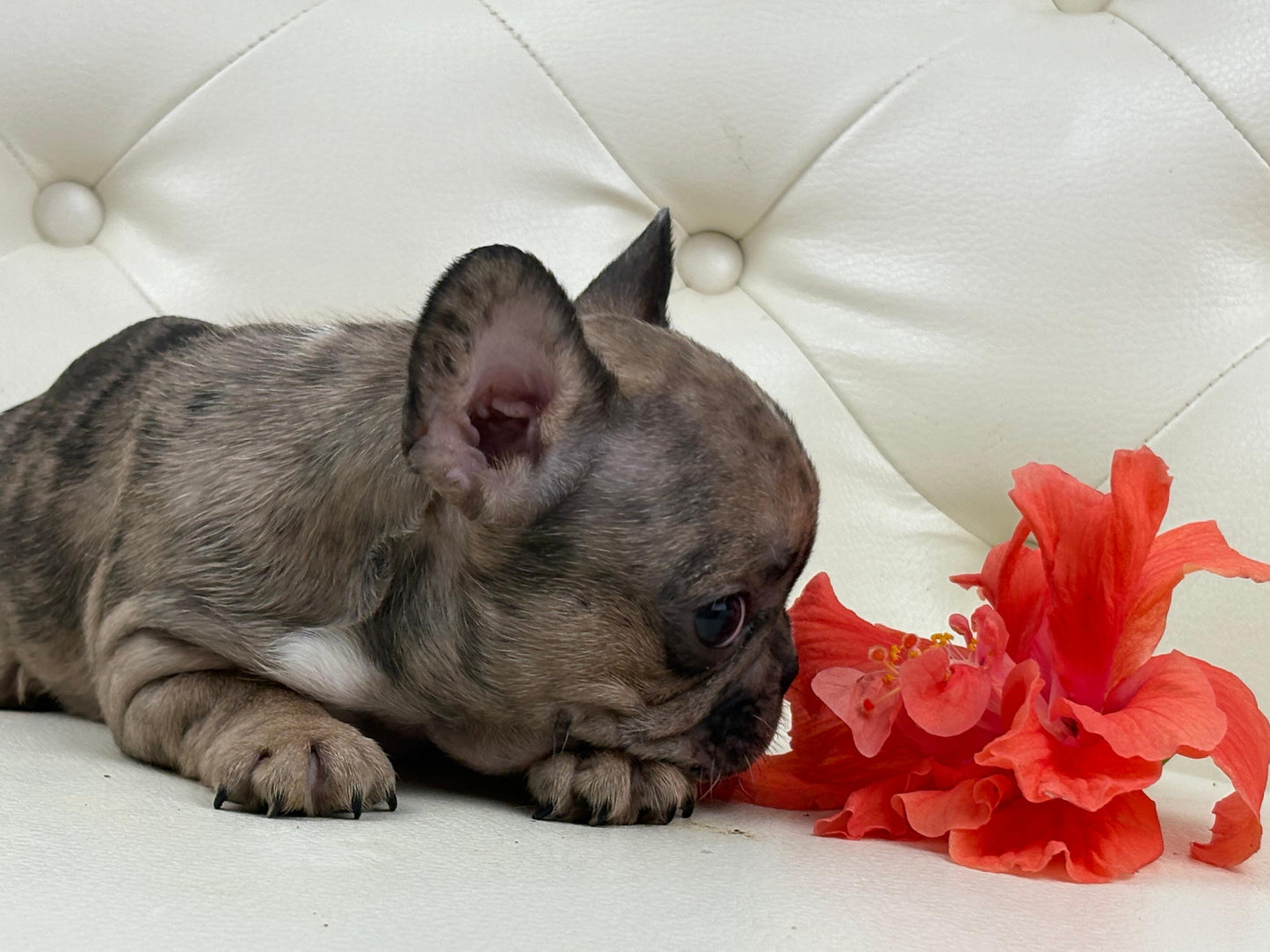 Minnie - AVAILABLE