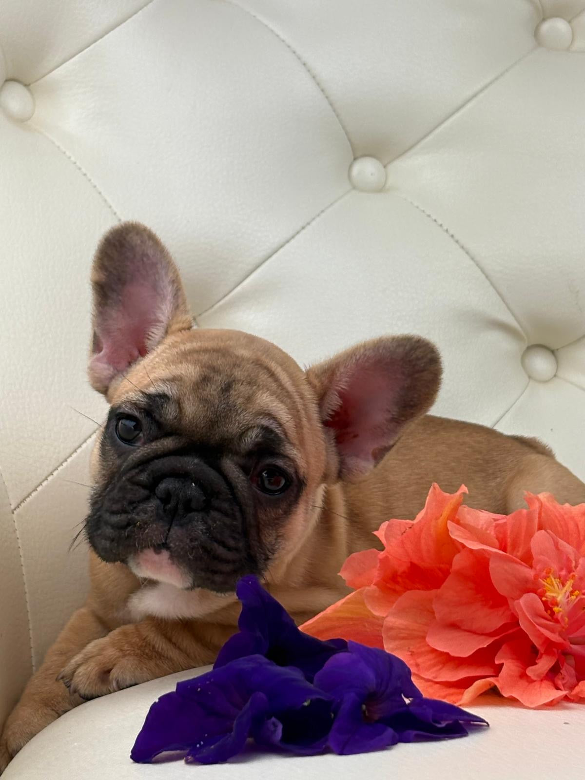 Maya- AVAILABLE
