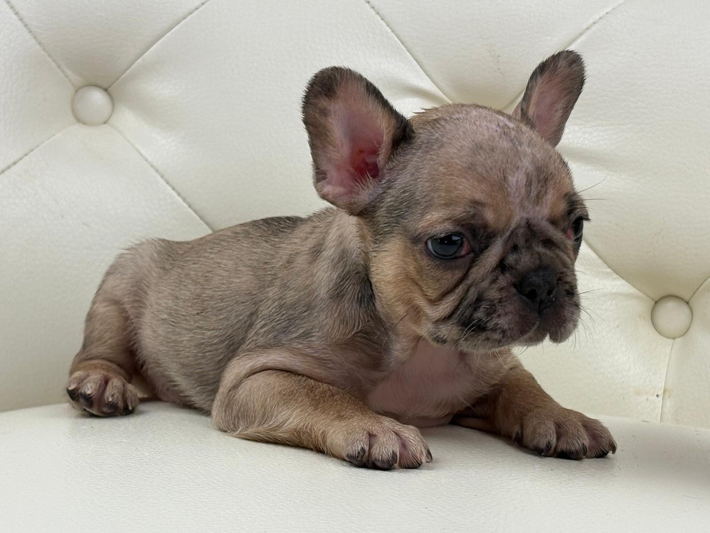 Monroe - AVAILABLE