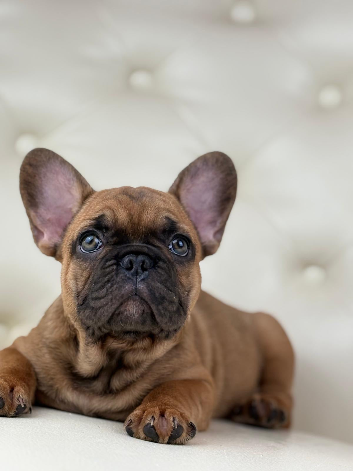 Dante - AVAILABLE