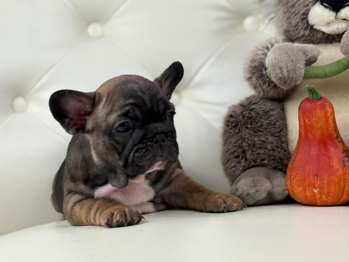 TeddyBear - AVAILABLE