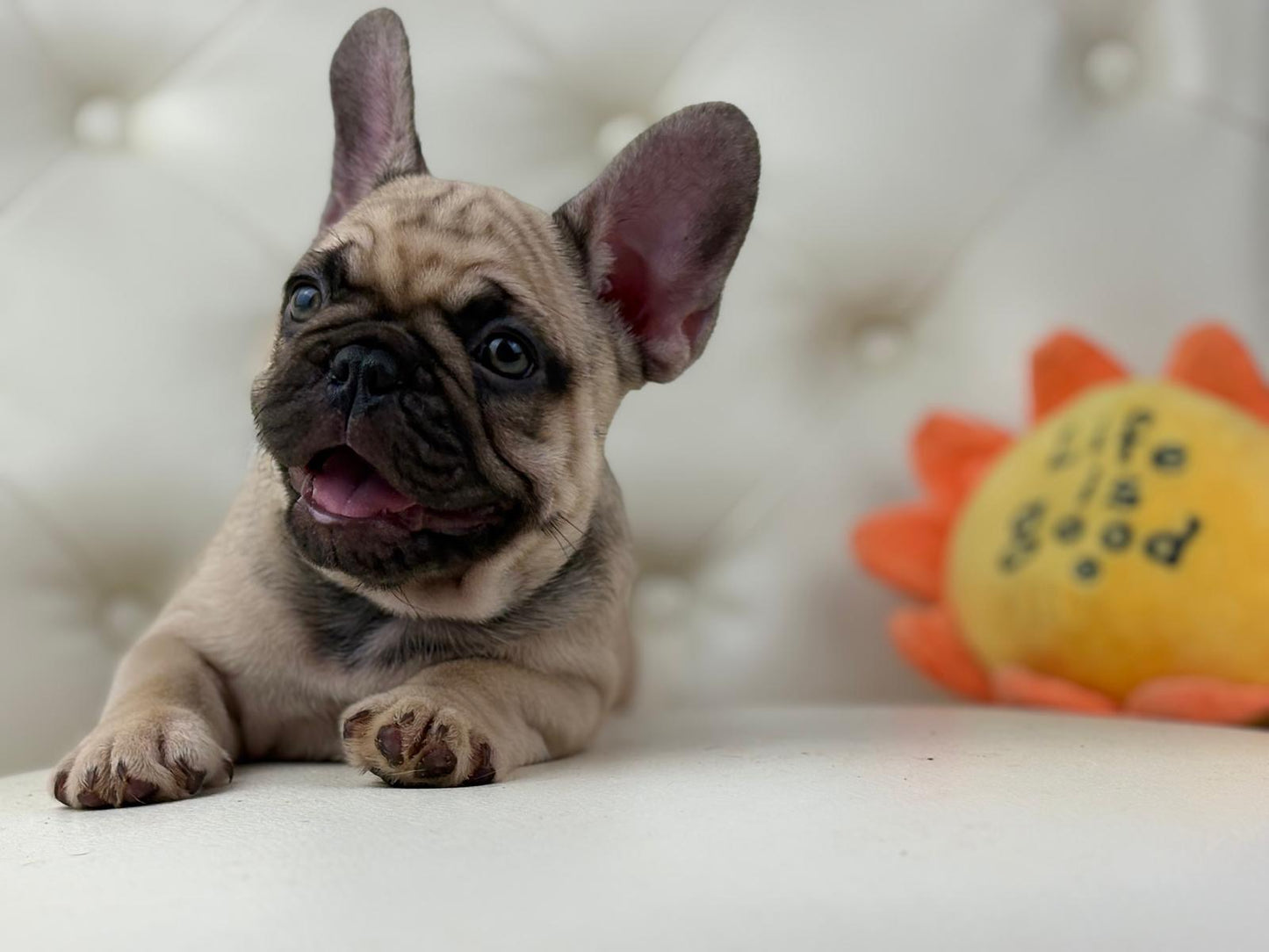 Bumblebee - AVAILABLE