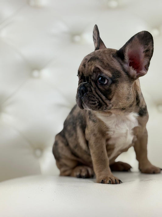 Minnie - AVAILABLE